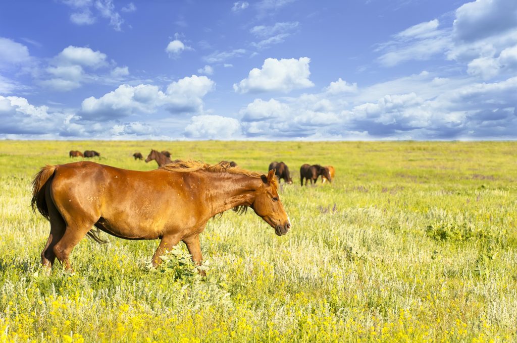 ม้ากินหญ้าในทุ่งหญ้าเปิด