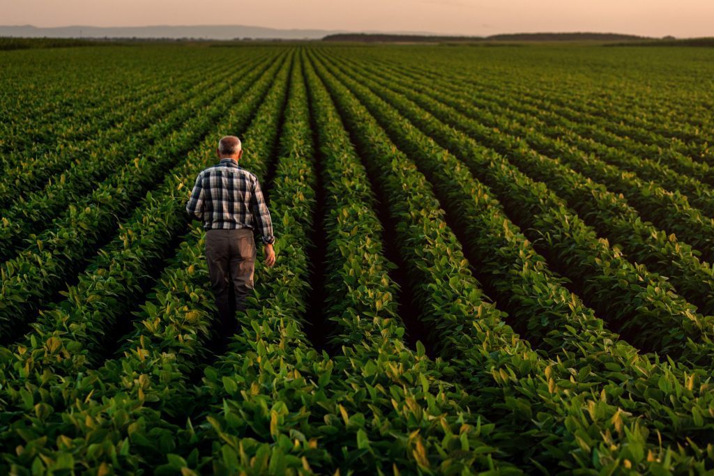 Farmer walks through rows in field