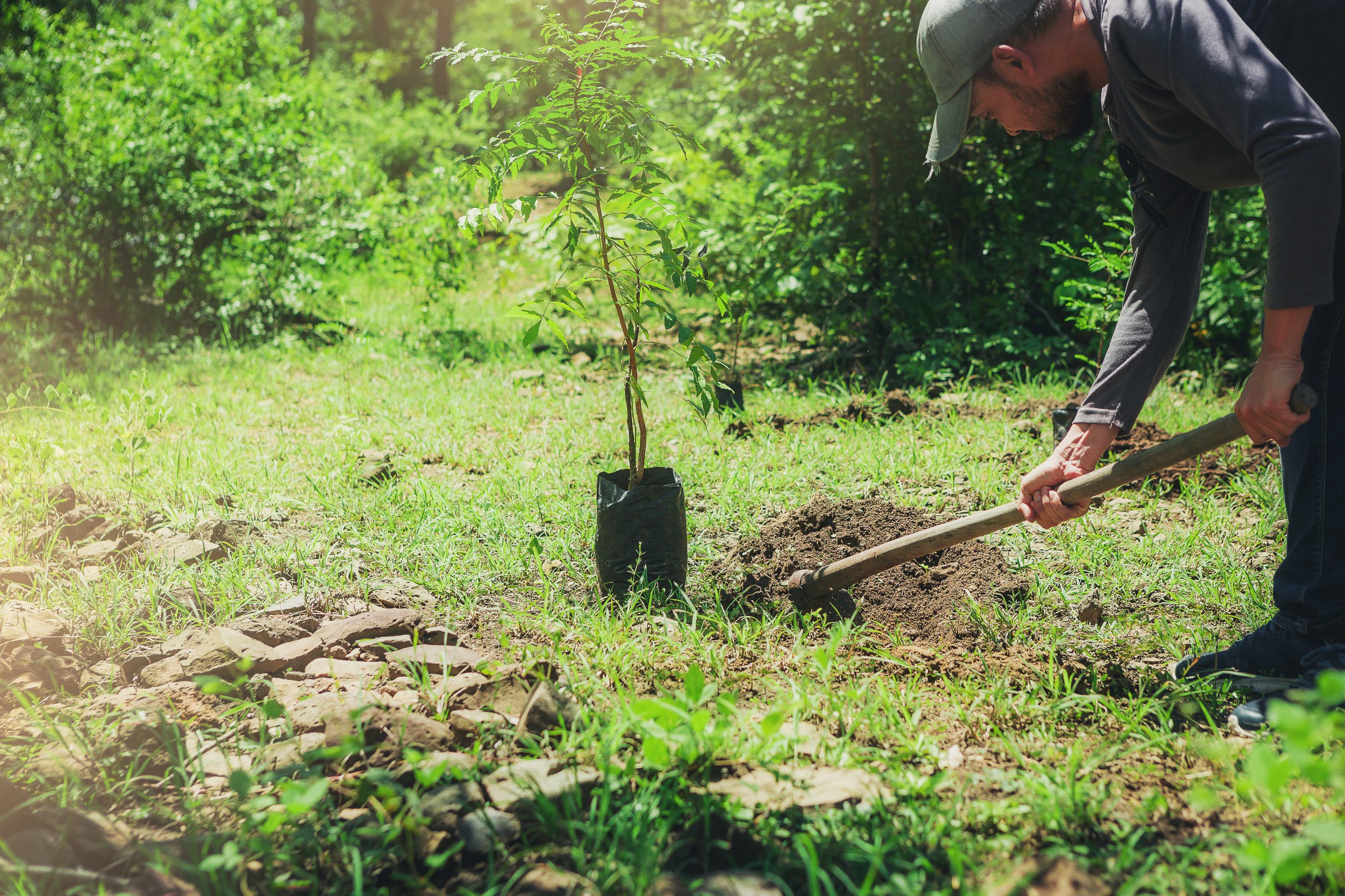 A man planting a baby tree in a wooded area.