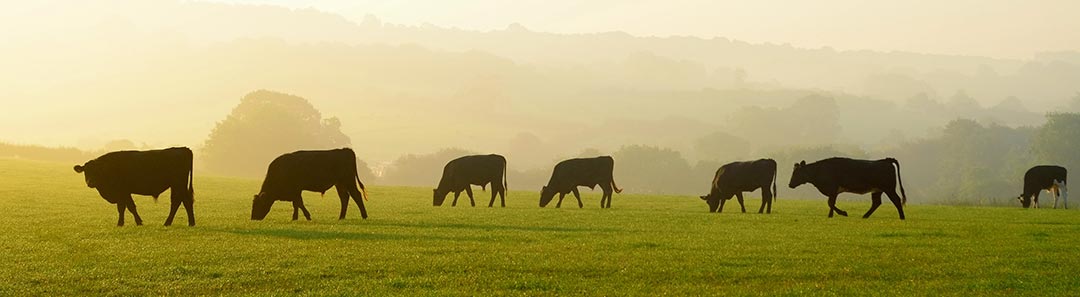 Picture of cattle eating grass in a grassland/pasture.