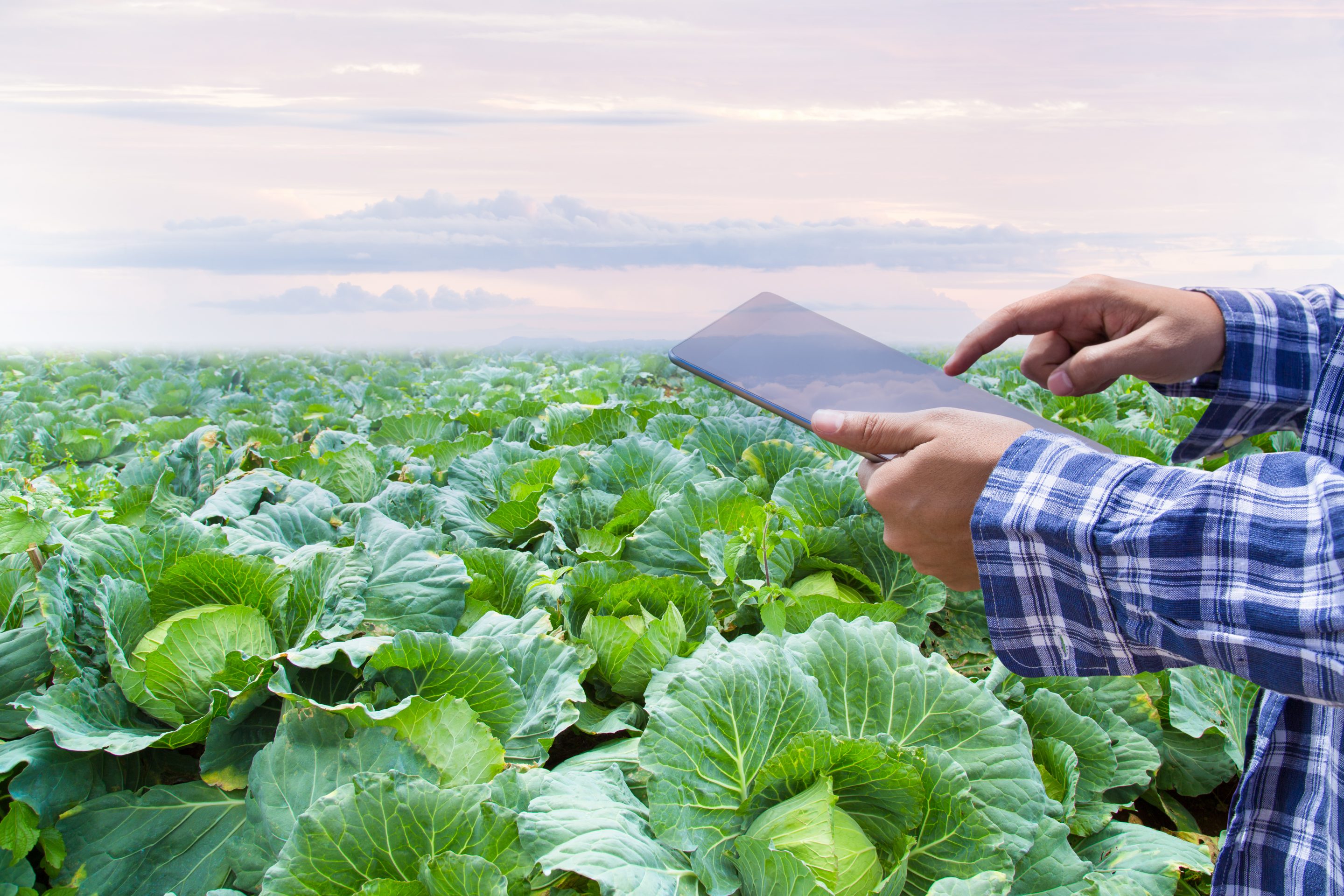 A man standing in a field taking notes on his tablet computer.