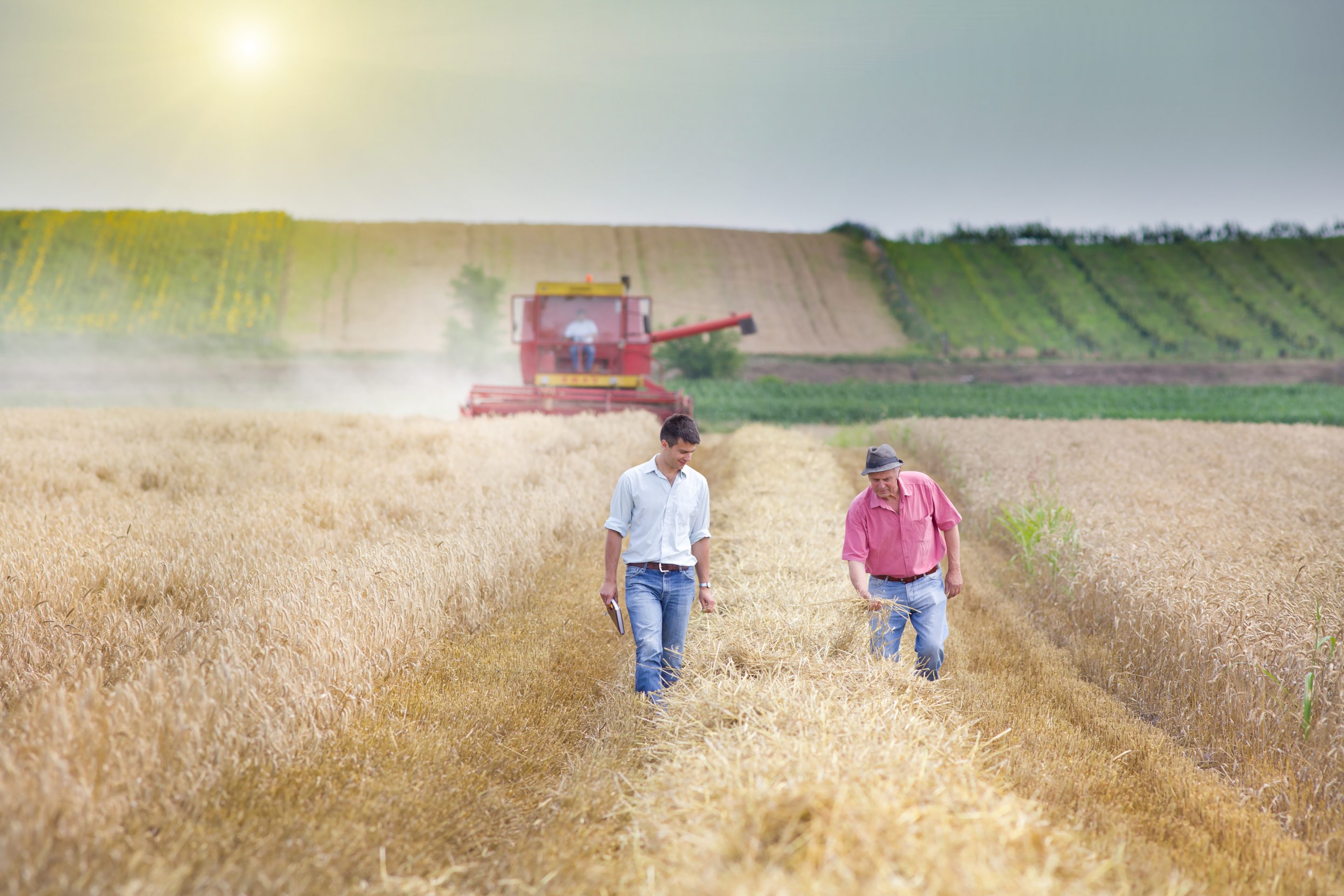 Farmers walking and surveying their crop during harvest.