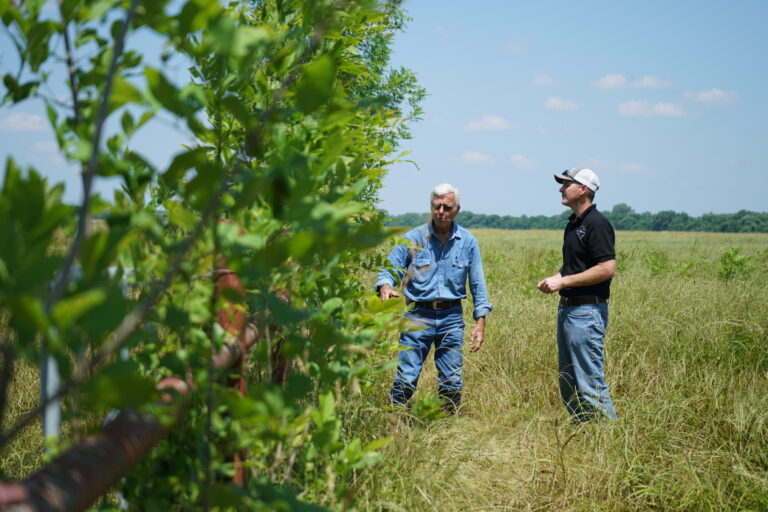 Conservationists inspecting trees in the middle of a grassland.